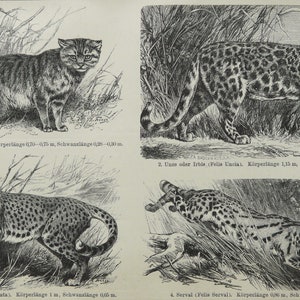 Puede incluir: Ilustración antigua en blanco y negro que presenta cuatro especies de felinos salvajes: gato montés, leopardo de las nieves, guepardo y serval. Cada felino se representa en un entorno natural, con medidas en metros. Imagen detallada.