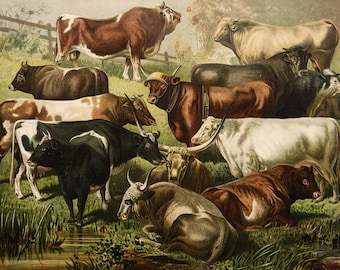 1897 Antieke litho van VEE, verschillende soorten. Huisdieren. Koe. Stier. Boerderijdieren. 127 jaar oude afdruk.
