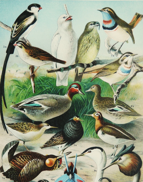 アート・デザイン・音楽 CLASSIC NATURAL HISTORY PRINTS BIRDS 11 Natural History Bird Prints! - The Graphics Fairy