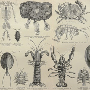 Crustaceans Names 1897 Antique Print of CRUSTACEANS, Different Species. Lobsters. Crabs ...