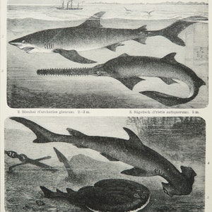 1895 Antique print of SEA LIFE: SHARKS, different species. Hammerhead Shark. Sawfish Shark. 129 years old engraving image 1