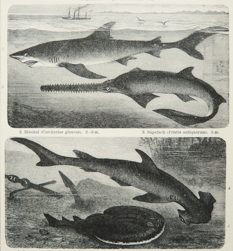 Sloop Shark 1895 Antique Print of SEA LIFE: SHARKS, Different Species. Hammerhead ...