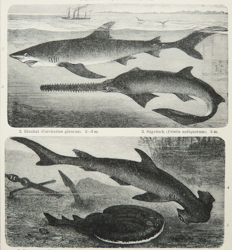 1895 Antique print of SEA LIFE: SHARKS, different species. Hammerhead Shark. Sawfish Shark. 129 years old engraving image 1