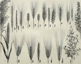 1895 Antique print of GRAIN EARS, SPIKES, different species. Cereals. Wheat. Millet. Rice... Agriculture. Botany. 129 years old engraving.