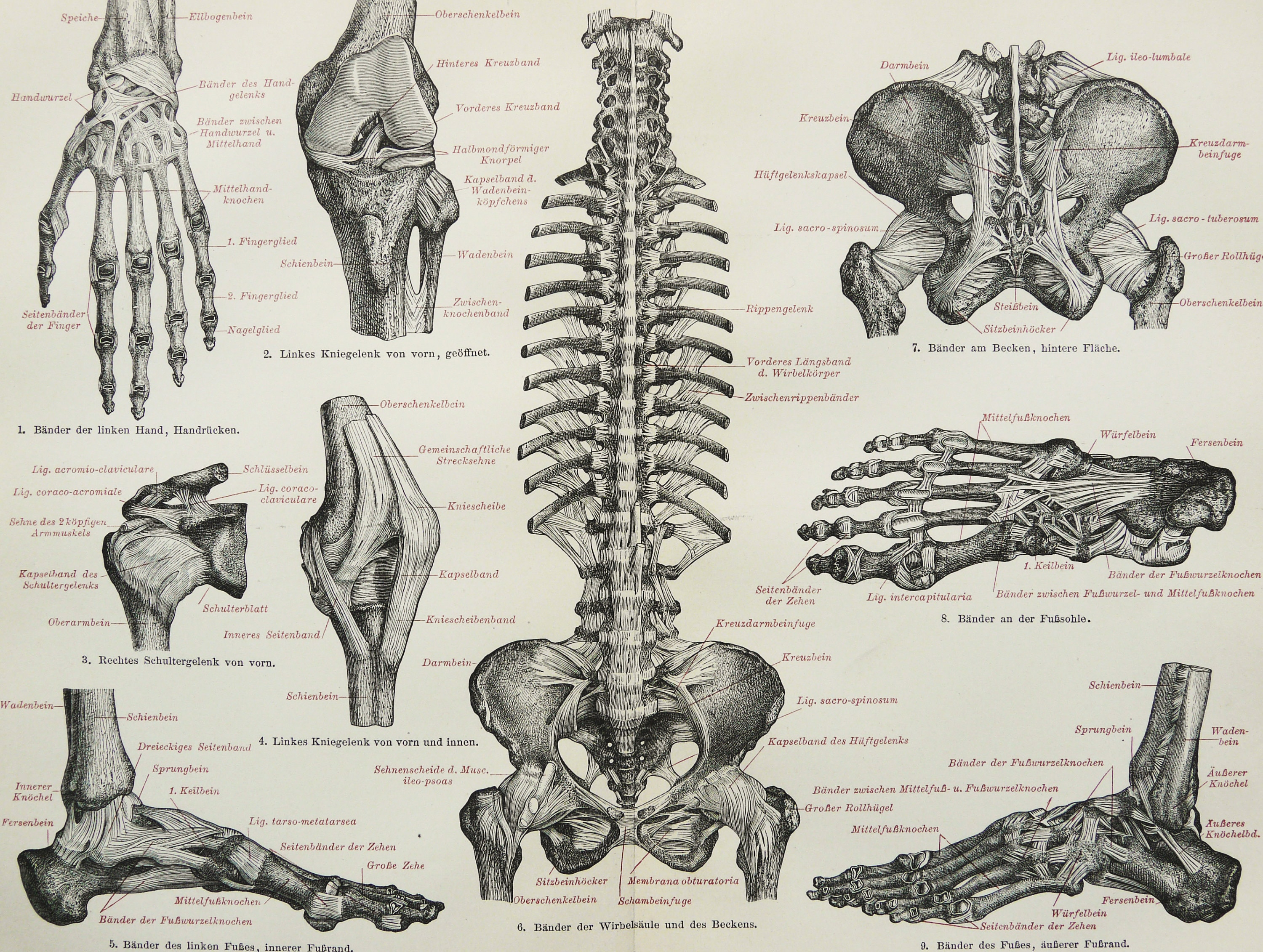 Nerf Dorsal De La Scapula