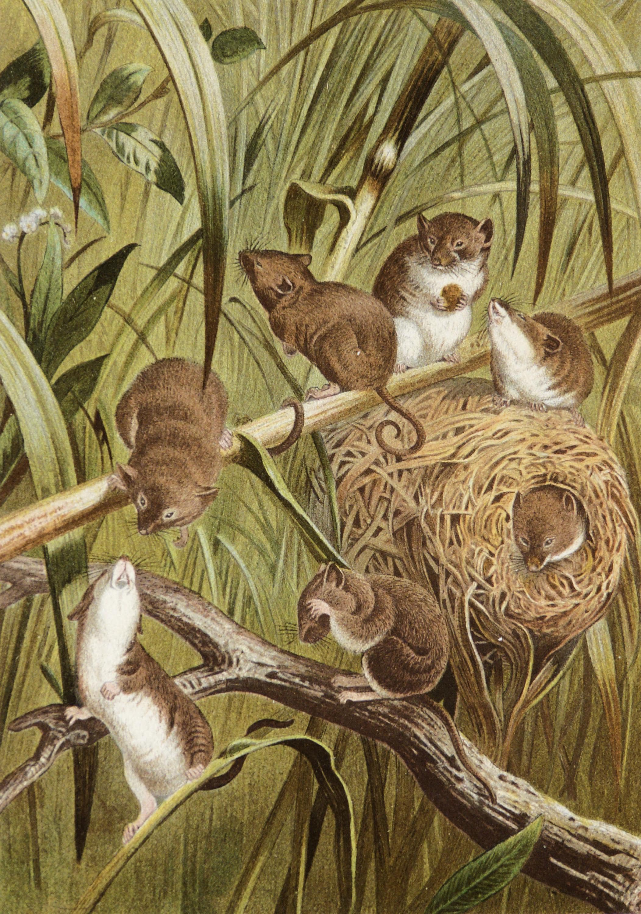1890 Antique lithograph of HARVEST MICE. Mini Mouse. Natural History engraving. Zoology. 134 years old print.