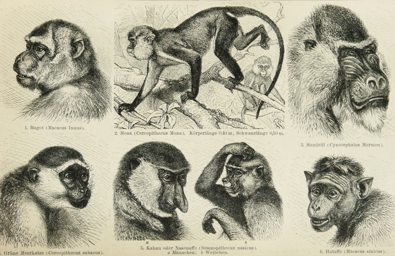 1895年 アンティークプリント「旧世界のサル」。類人猿。霊長類。動物