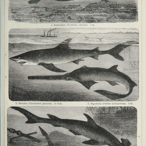 1895 Antique print of SEA LIFE: SHARKS, different species. Hammerhead Shark. Sawfish Shark. 129 years old engraving image 2