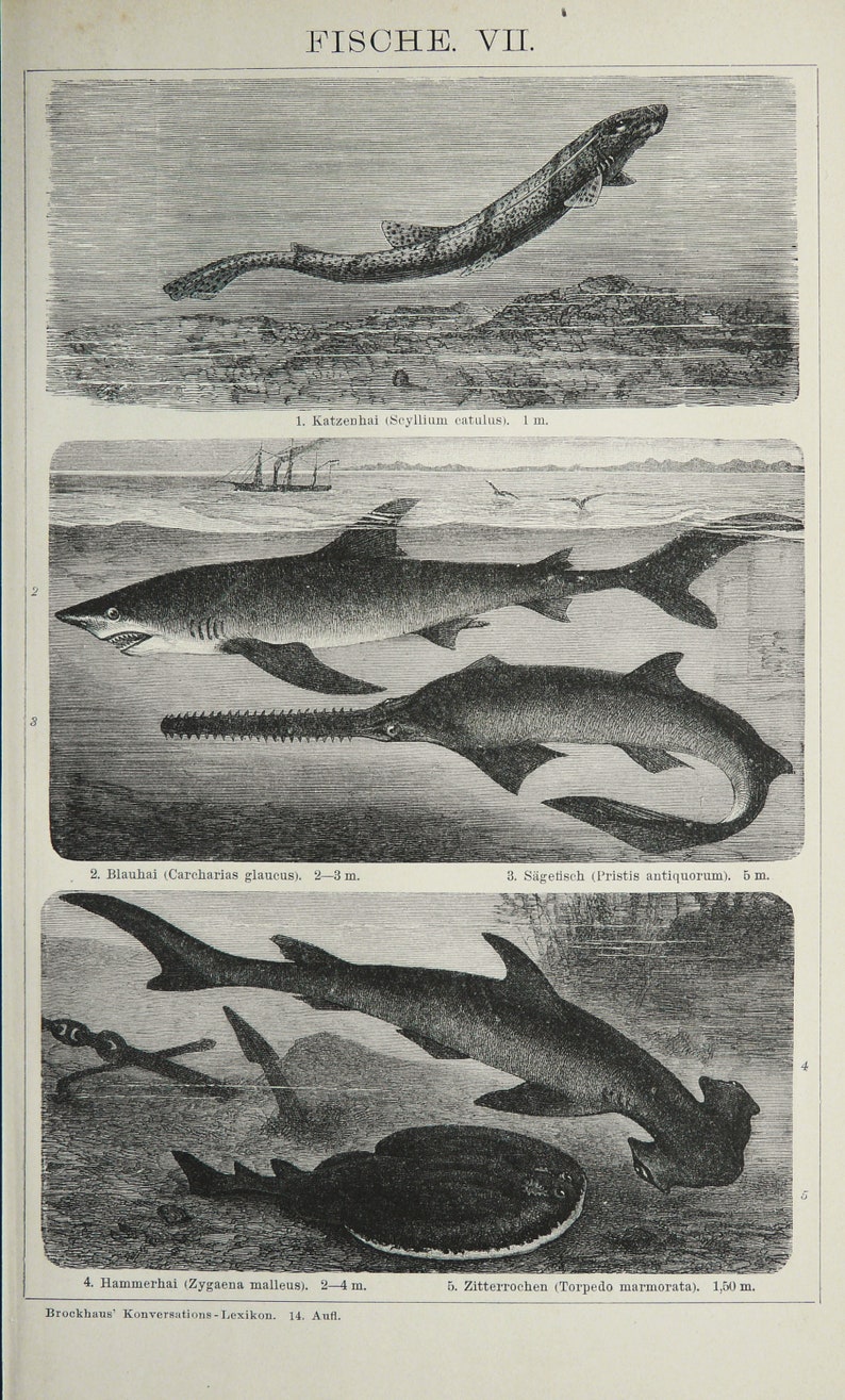 1895 Antique print of SEA LIFE: SHARKS, different species. Hammerhead Shark. Sawfish Shark. 129 years old engraving image 2