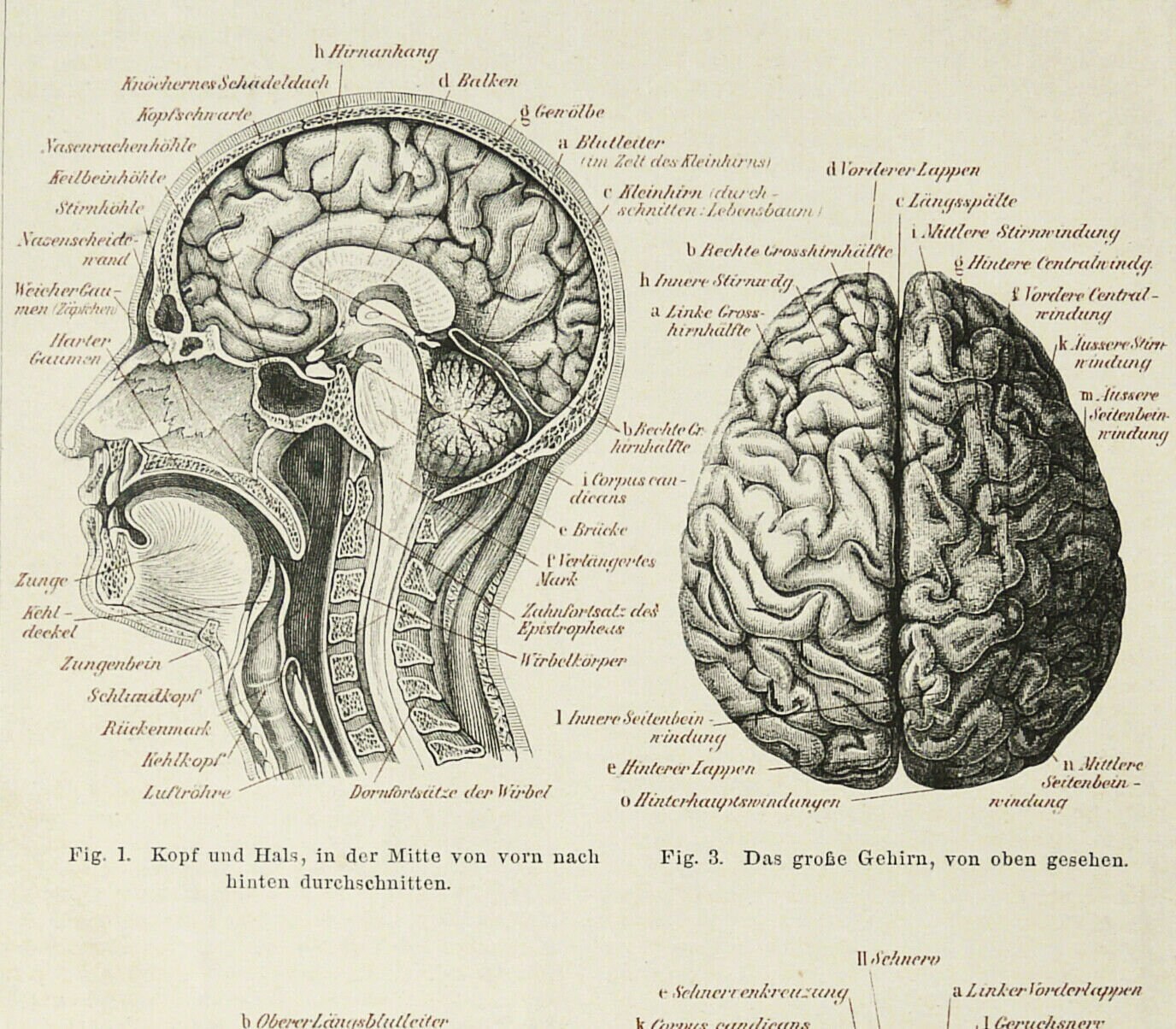 1897 Antique Print of HUMAN BRAIN. NEUROLOGY. Medicine. Human Anatomy ...