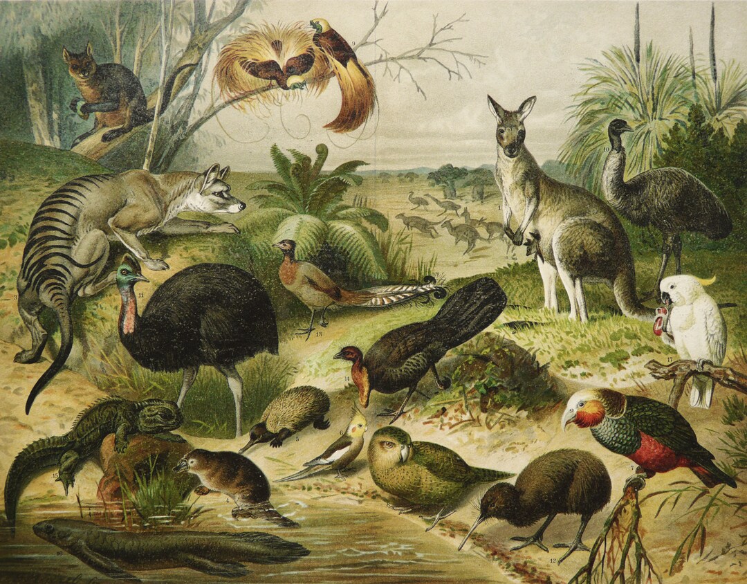 1897 Antique Print of AUSTRALIAN ANIMALS. MARSUPIALS. Australian Fauna. Kangaroo. Koala