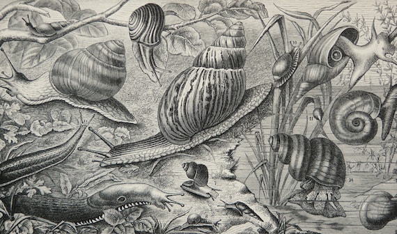 COQUILLAGES ET ESCARGOTS DE LA MER - Affiche A4 - Koustrup & Co