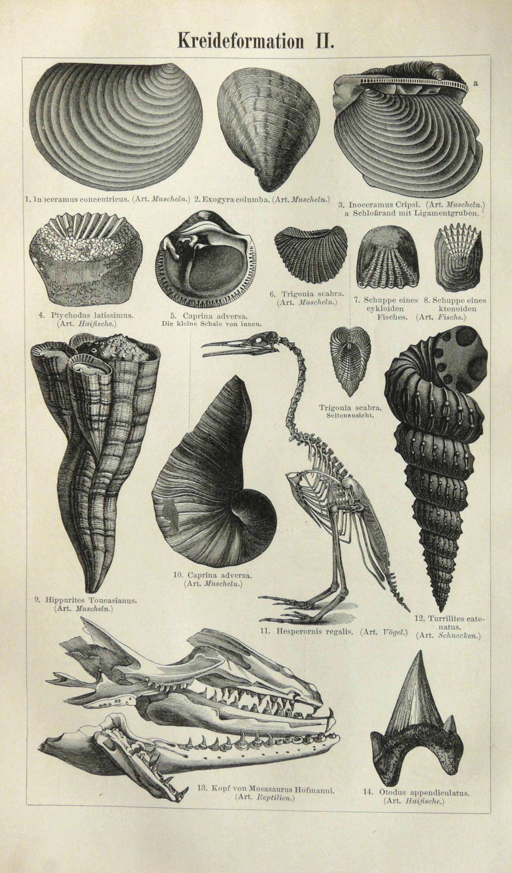 1897 Antique Print of FOSSILS. PALEONTOLOGY. Extinct Animals. Jurassic ...