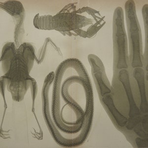 Könnte beinhalten: Anatomische Illustration mit Röntgenbildern eines Vogelskeletts, eines Hummers, einer Schlange und einer Hand mit einem Ring. Die Graustufenbilder zeigen die Skelettstrukturen.