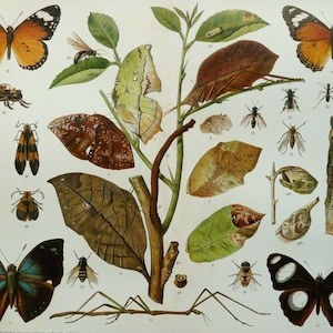 1897 Antike Lithographie von MIMICRY INSEKTEN, SCHMETTERLINGE. Tarnung. Entomologie. darwinismus. *Darwin*. Biologie. 127 Jahre alter Druck