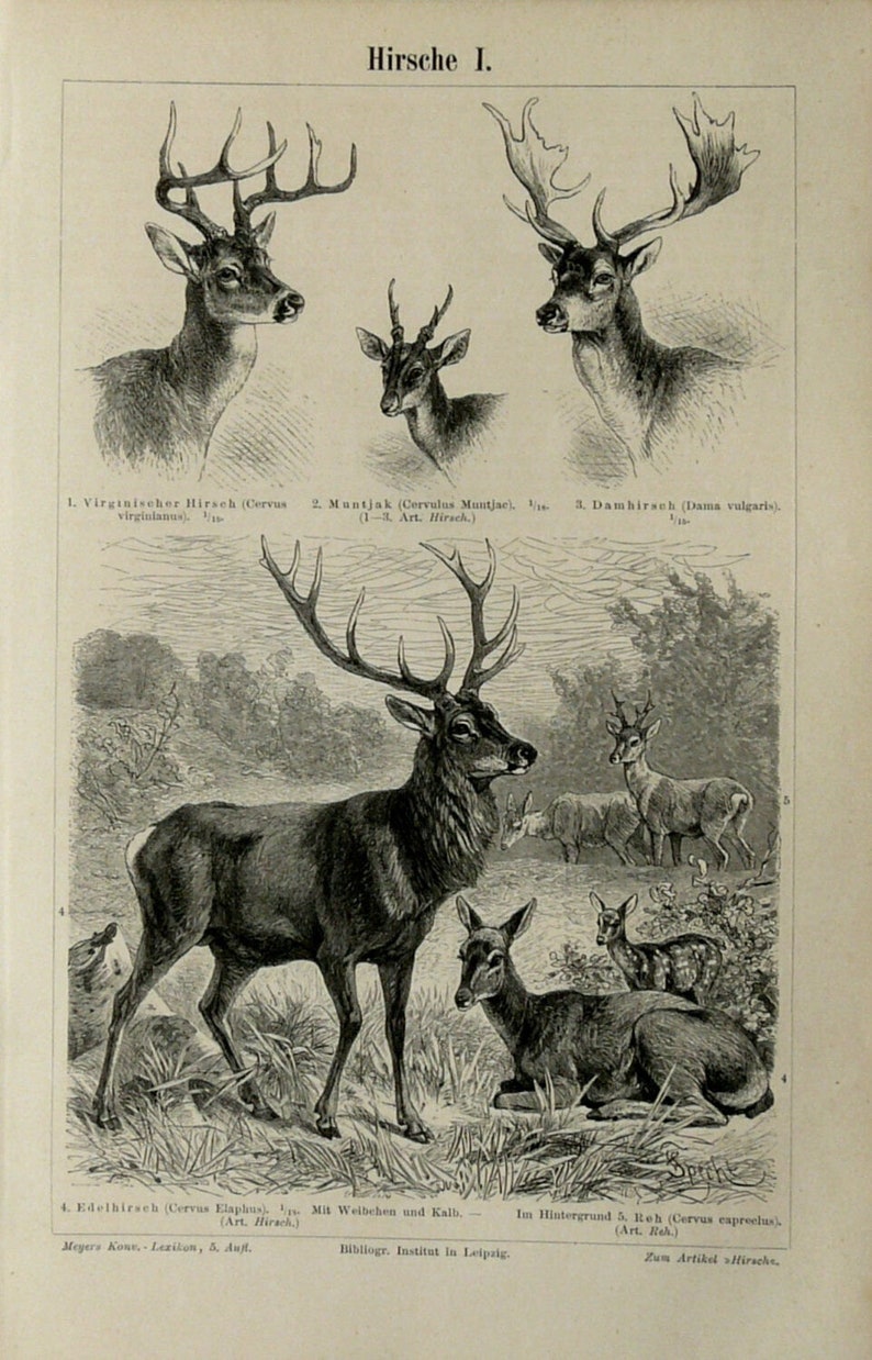 1897 Antique print of DEERS, different species. Deer Antlers. Raindeer. 127 years old engraving. image 2