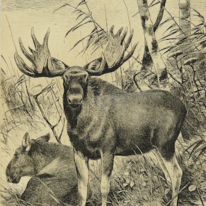 1895 Antique print of MOOSE, Bull and Cow. Elk. Deers. 129 years old engraving.