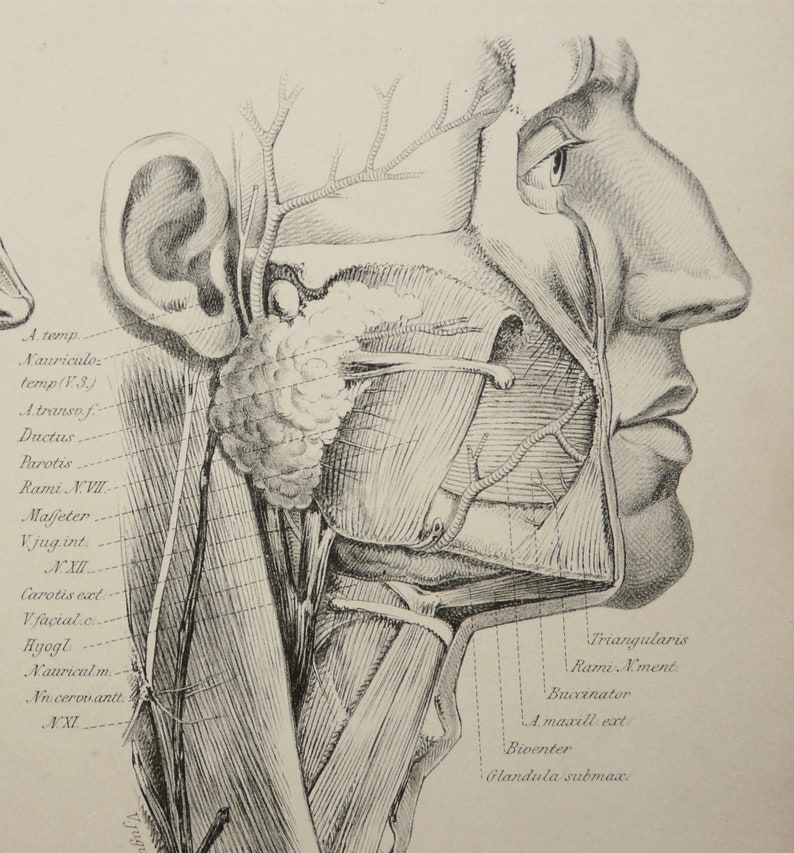1879 Antique Lithograph of HUMAN ANATOMY. HEAD, Muscle and Nerves ...
