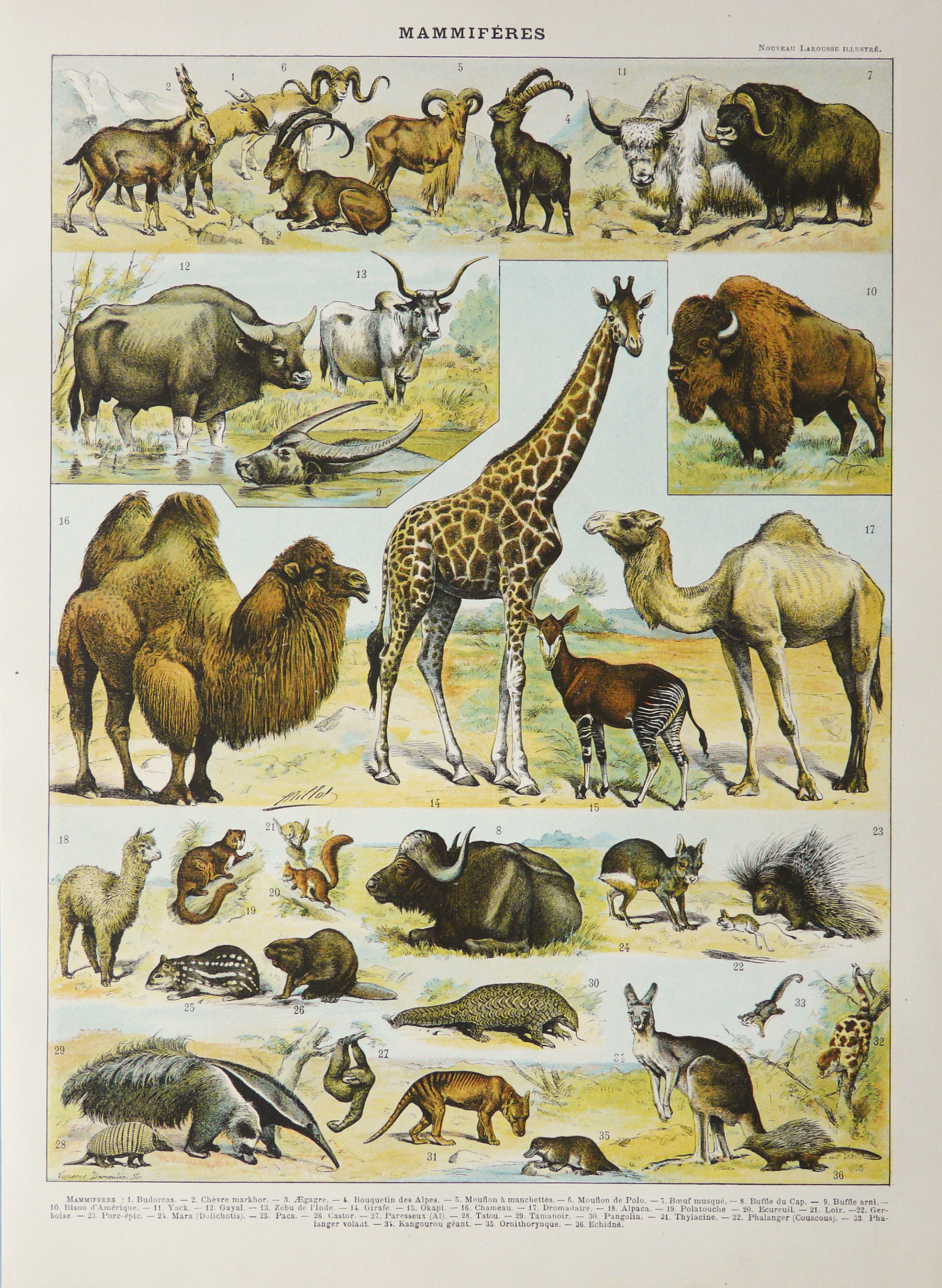 洋書 CLASSIC NATURAL HISTORY PRINTS MAMMALS 洋書 CLASSIC NATURAL HISTORY PRINTS MAMMALS Classic Natural