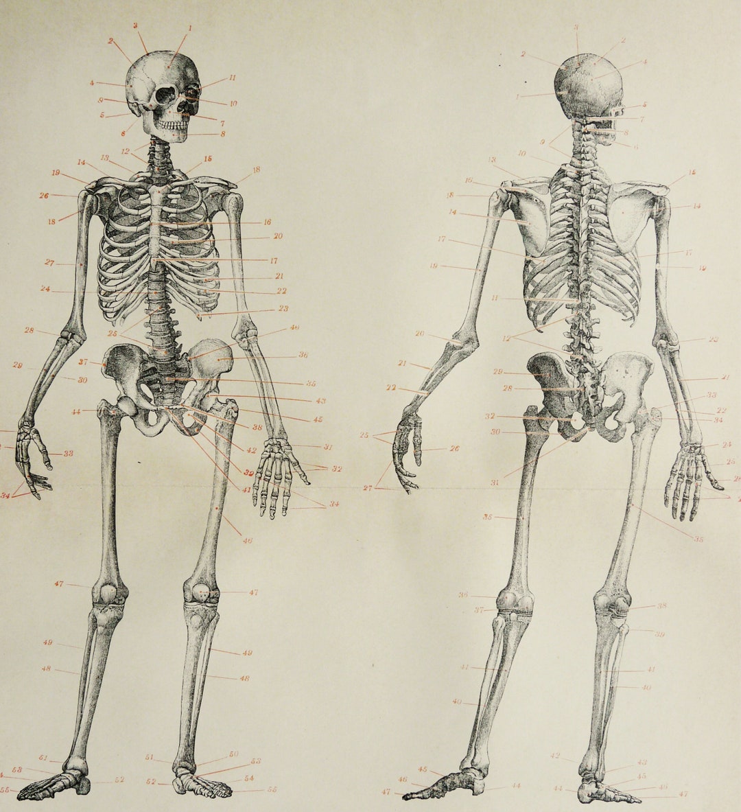 1895 Antique Print of HUMAN SKELETON. Human Anatomy. Human Bones. Skull ...