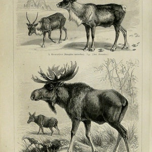 1897 Antique print of DEERS, different species. Deer Antlers. Raindeer. 127 years old engraving. image 3