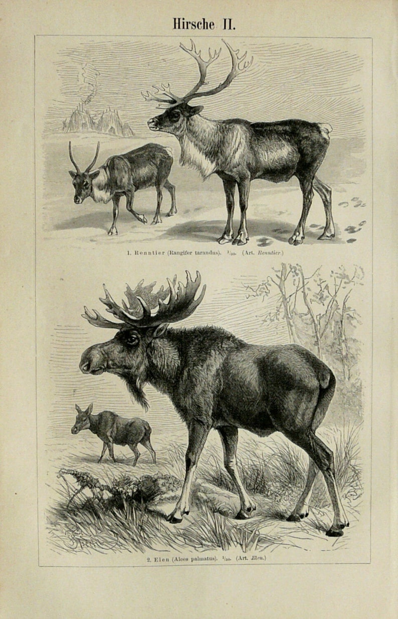 1897 Antique print of DEERS, different species. Deer Antlers. Raindeer. 127 years old engraving. image 3