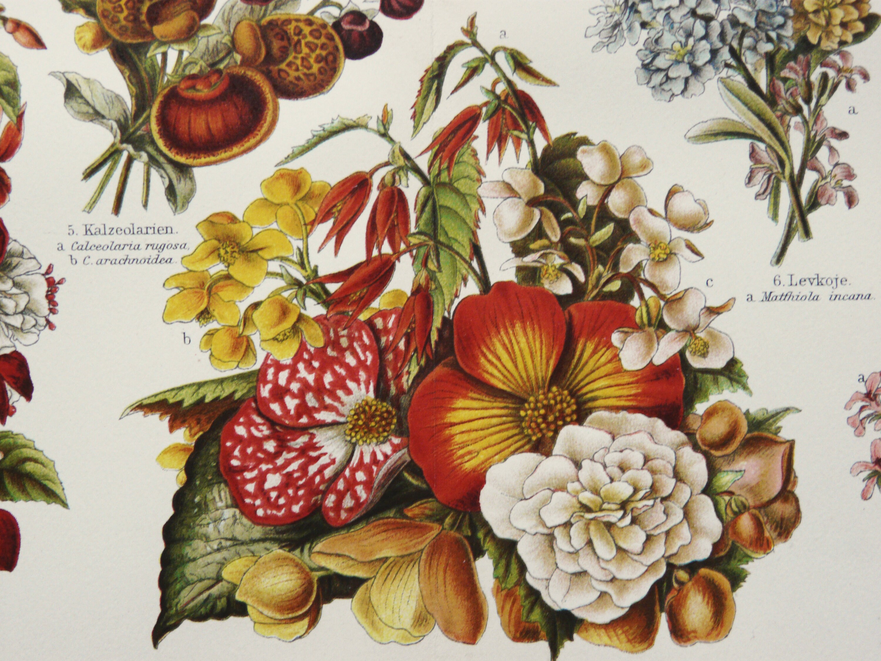 1897 Antique Lithograph of FLOWERS, Different Species. Houseplants
