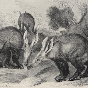 1890 Antike Gravur von ERDFERKEL. Afrikanische Fauna. Zoologie. Naturgeschichte. 134 Jahre alter Druck.