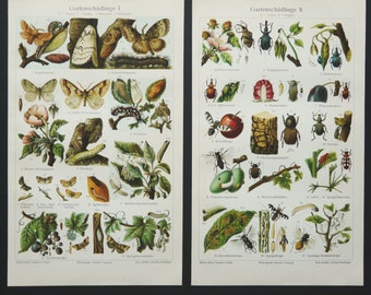 1897 Set of 2 Antique Lithographs of INSECTS HARMFUL to PLANTS. Entomology. Beetles. Butterflies. Plague. 129 years old prints.