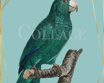 Vintage Tropical Bird Clipart, Collage Print, Instant Download Images, Decoupage, Wall Art, Crafts, Invitations