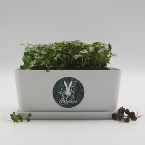 Windowsill Gardening Kit - Grow Microgreens
