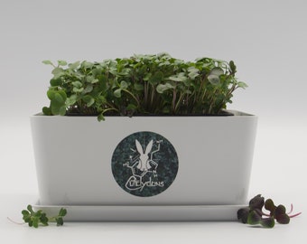 Windowsill Gardening Kit - Grow Microgreens