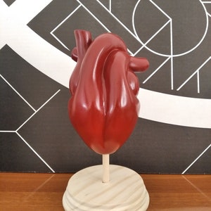 Puede incluir: Un modelo anatómico de corazón rojo sobre una base de madera. El corazón es detallado y realista, con una superficie texturizada.