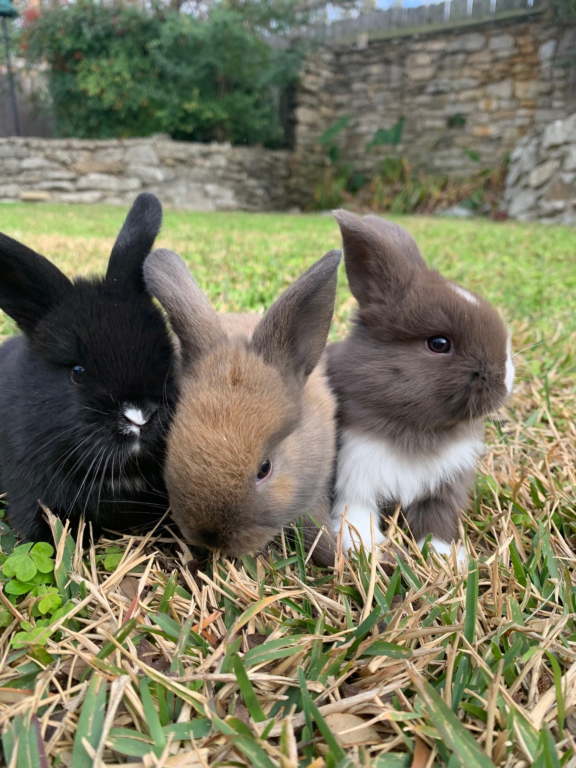 Organic Rabbit Manure/fertilizer Etsy