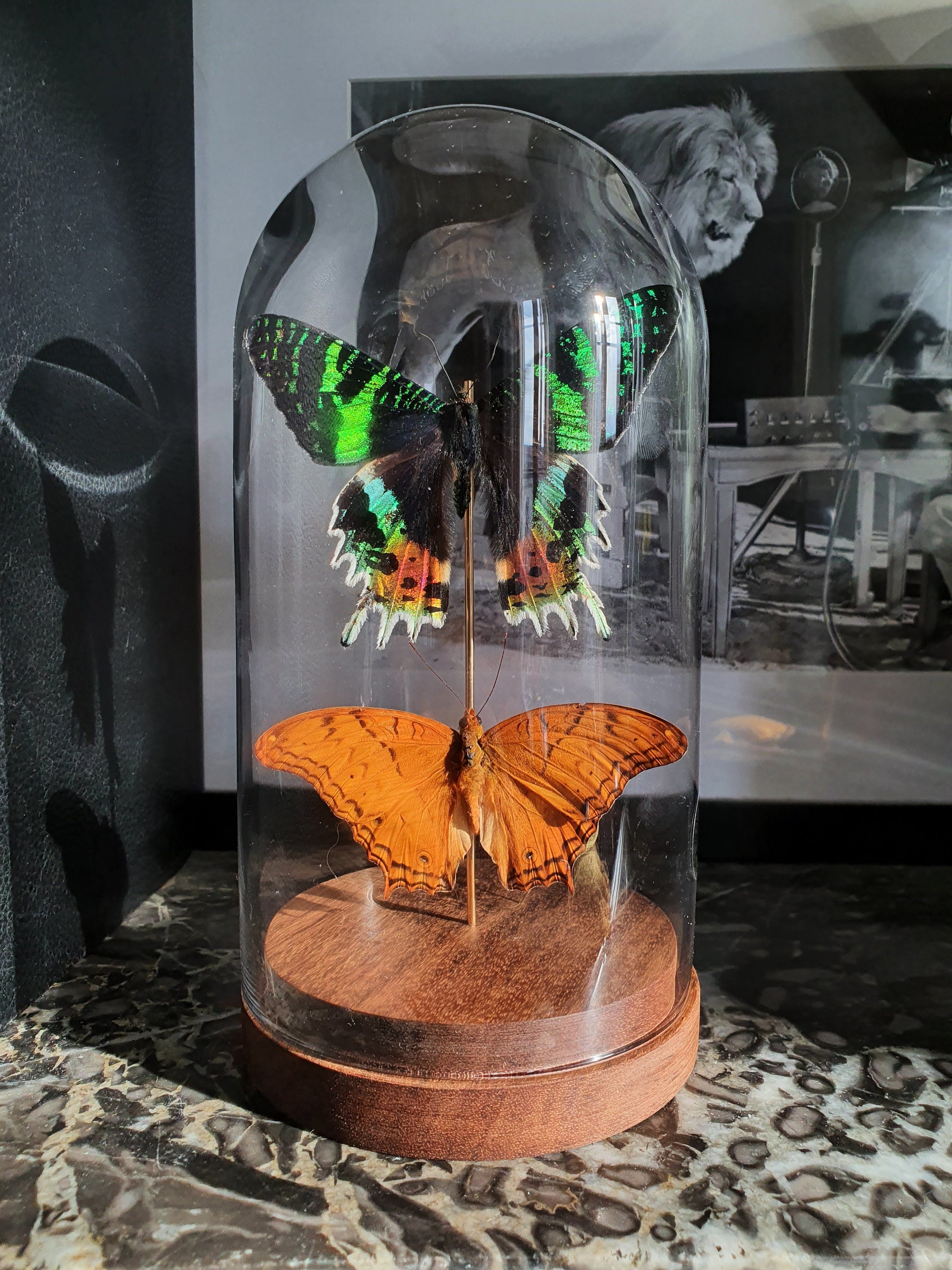 Papillons Naturalisés, Cloche Entomologique