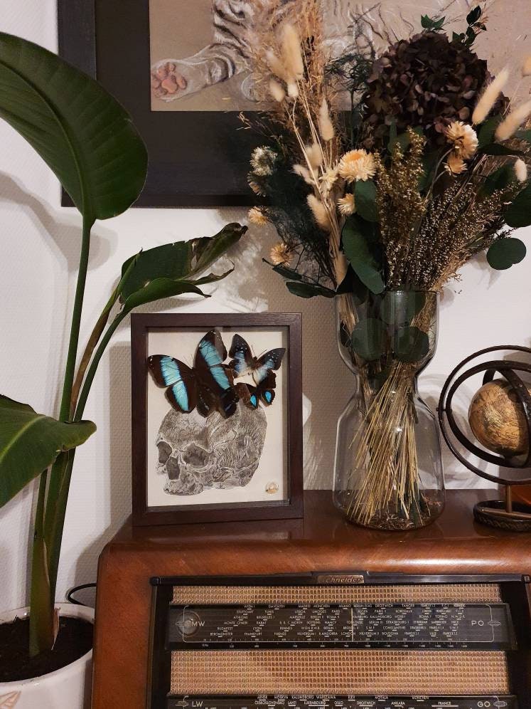 Papillons Naturalisés, Oeuvre Entomologique Unique