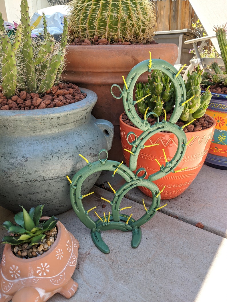 Horseshoe Cactus image 2