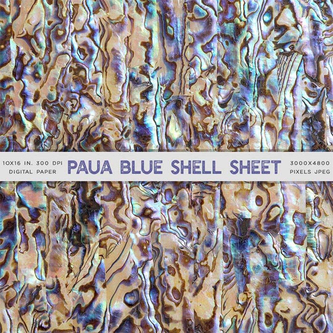 Paua Blue Shell Sheet Photograph Nautical Beach Texture Digital Paper ...