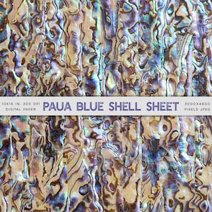 Paua Blue Shell Sheet Fotografía Náutica Playa Textura Papel Digital para Texto, Objetos, Fondos - Descarga Instantánea Clipart Digital