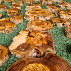 Pu&ograve; includere: Una collezione di fette di legno naturale di varie dimensioni, con venature visibili e bordi di corteccia. Le fette variano di colore, dal marrone chiaro al marrone scuro, mostrando le variazioni naturali del legno. Sono disposte su una superficie verde.