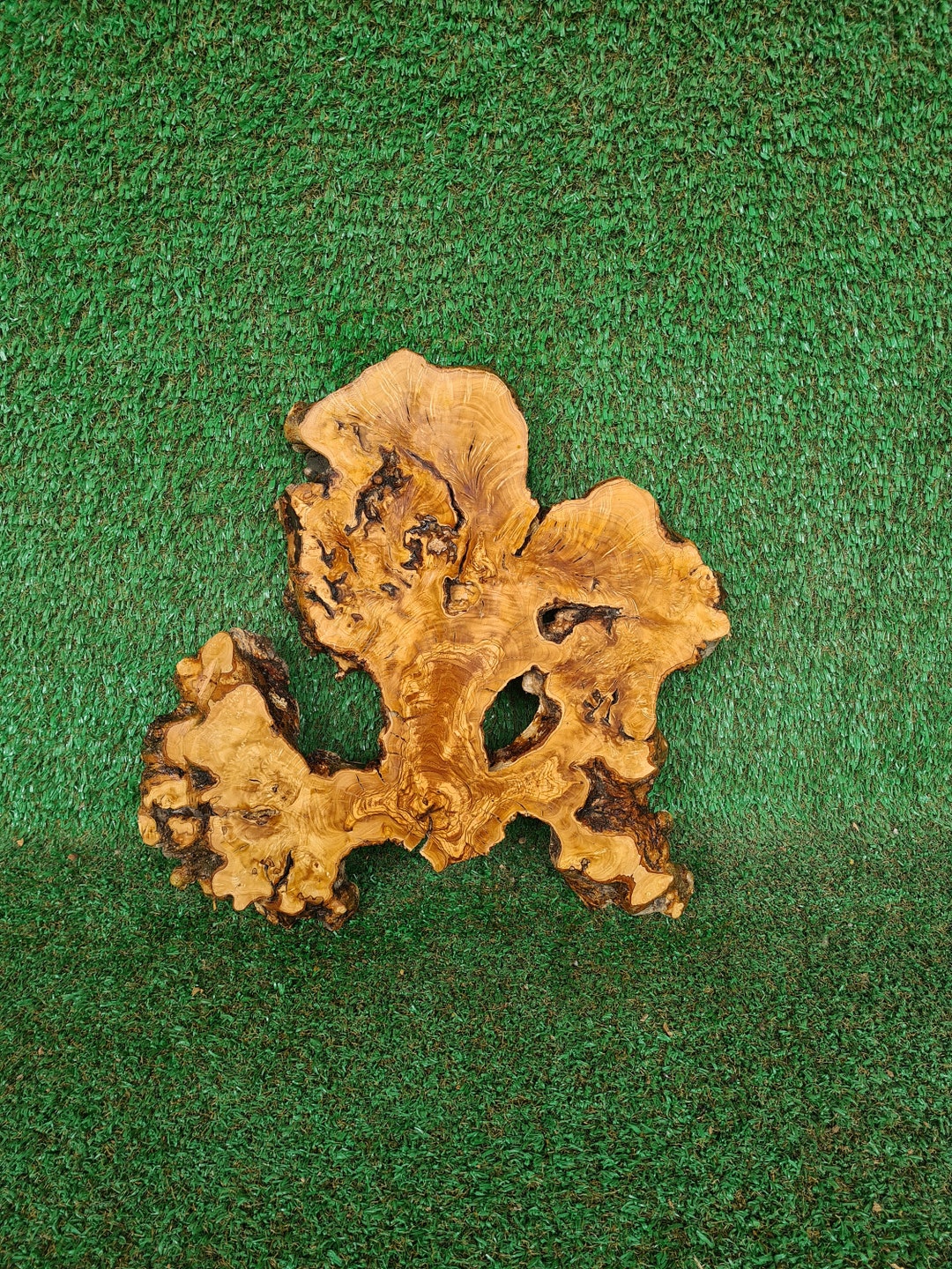 17'' Olive Wood Root Slab Live Edge Olive Wood Etsy