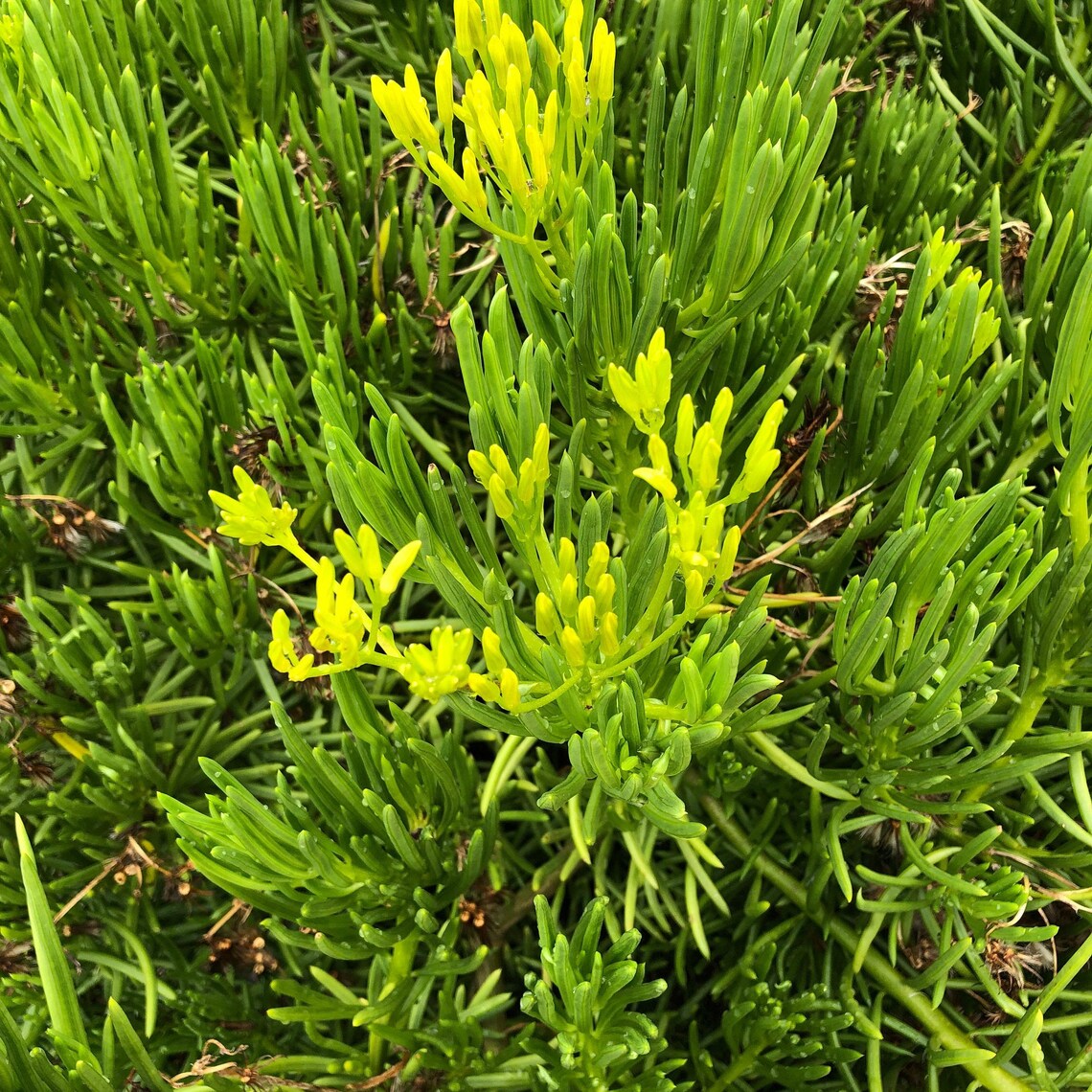 Lemon Bean Bush Senecio Barbertonicus Drought Tolerant Etsy