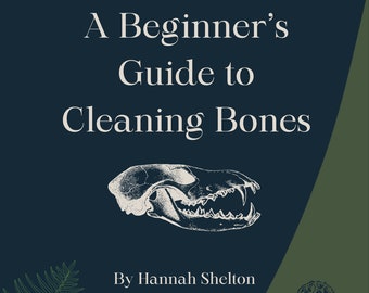 The Beginner’s Guide To Cleaning Bones