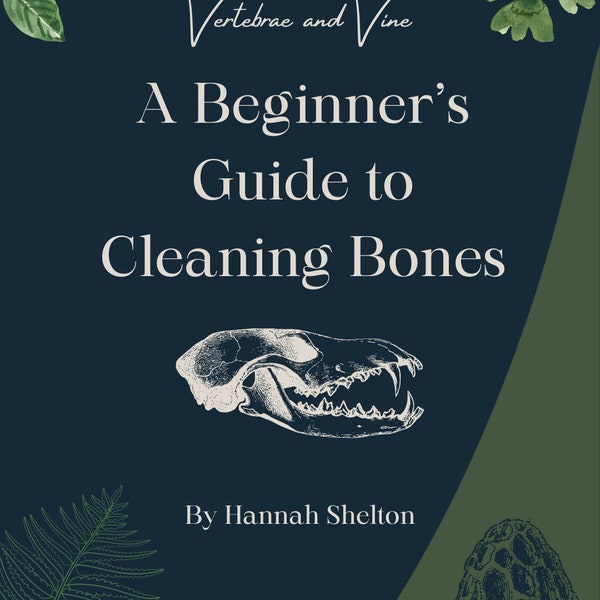 The Beginner’s Guide To Cleaning Bones