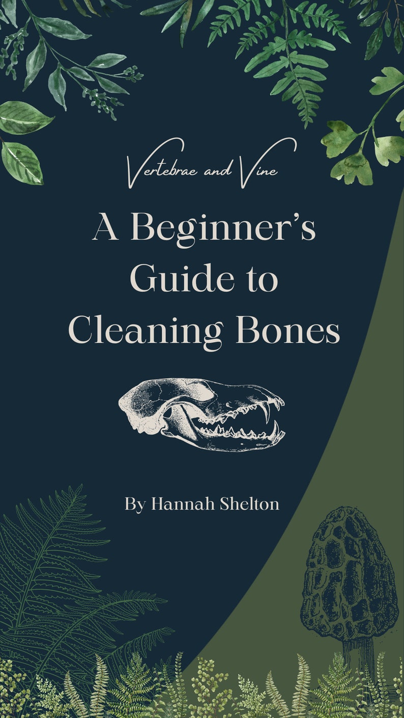 The Beginners Guide To Cleaning Bones image 1