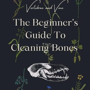 Könnte beinhalten: Dunkelblauer Buchumschlag mit dem Titel "The Beginner's Guide To Cleaning Bones" in Weiß. Das Cover zeigt eine weiße Illustration eines Schädels und botanische Illustrationen.