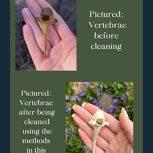 The Beginners Guide To Cleaning Bones image 2