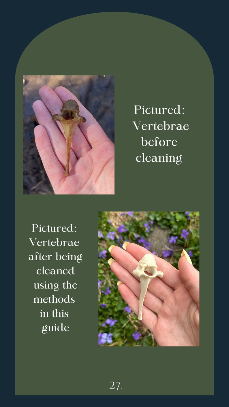 The Beginners Guide To Cleaning Bones image 2