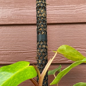 May include: A green leafy plant with red stems growing in a terracotta pot with a white design. The plant is growing up a black moss pole.