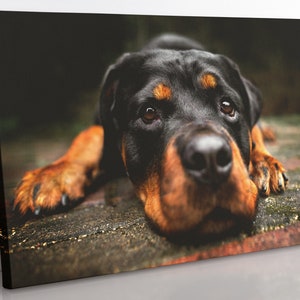 Rottweiler Canvas Print: Framed Dog Wall Art